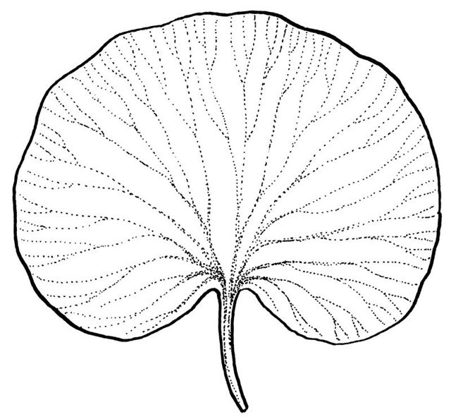 reniform