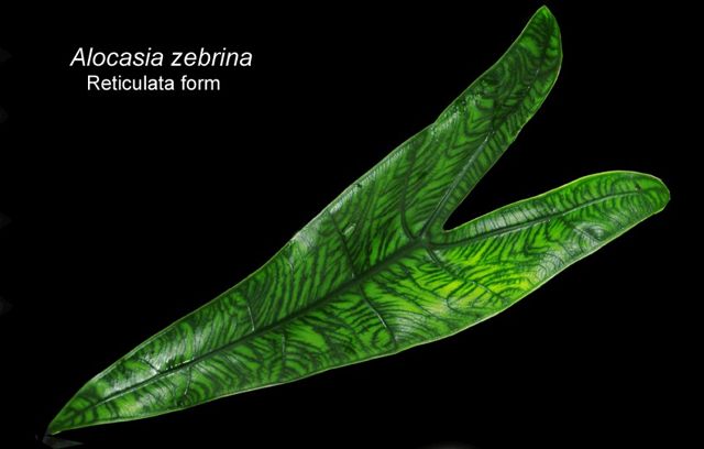 reticulate