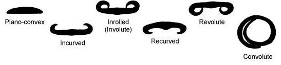 revolute