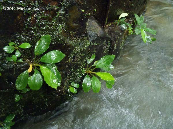 rheophyte