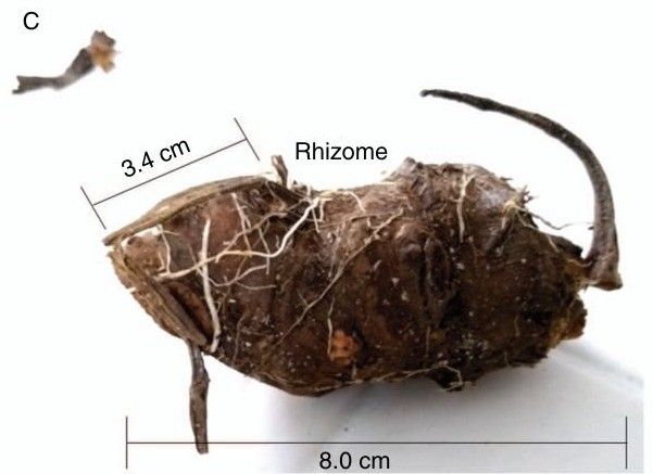 rhizome