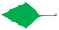 rhomboid