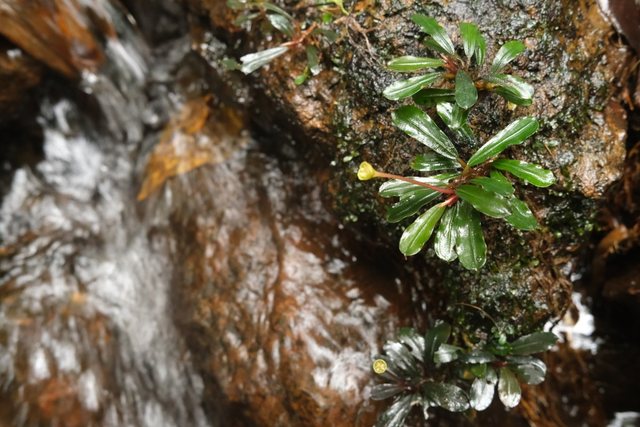 riparian