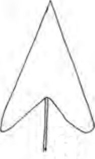 sagittate