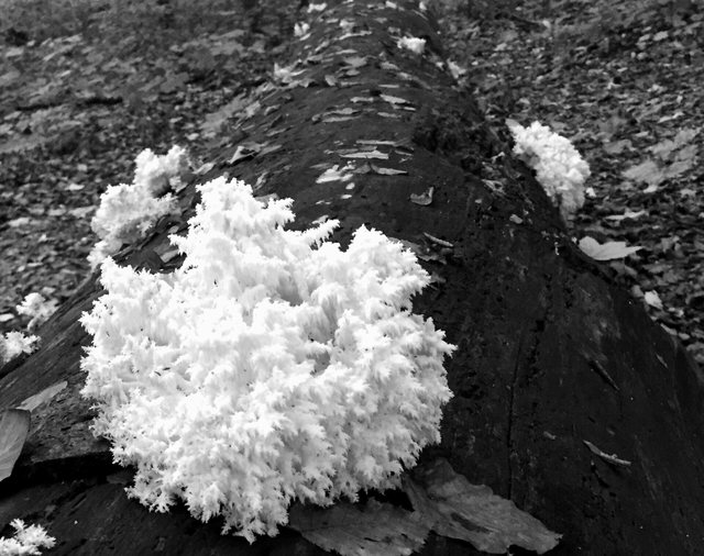 saprophyte