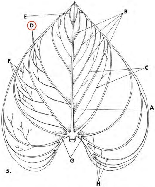 secondary vein