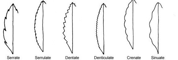 serrulate