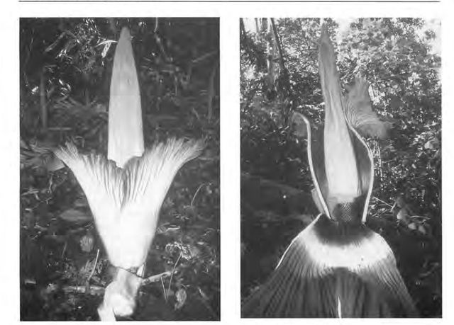sessile