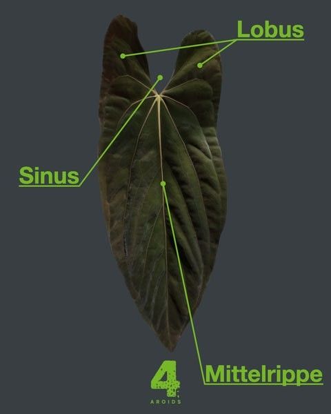 sinus