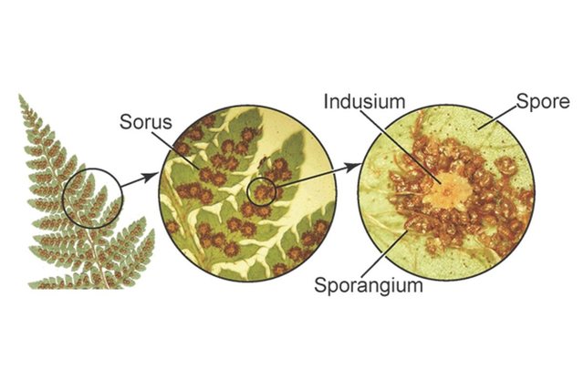 sorus