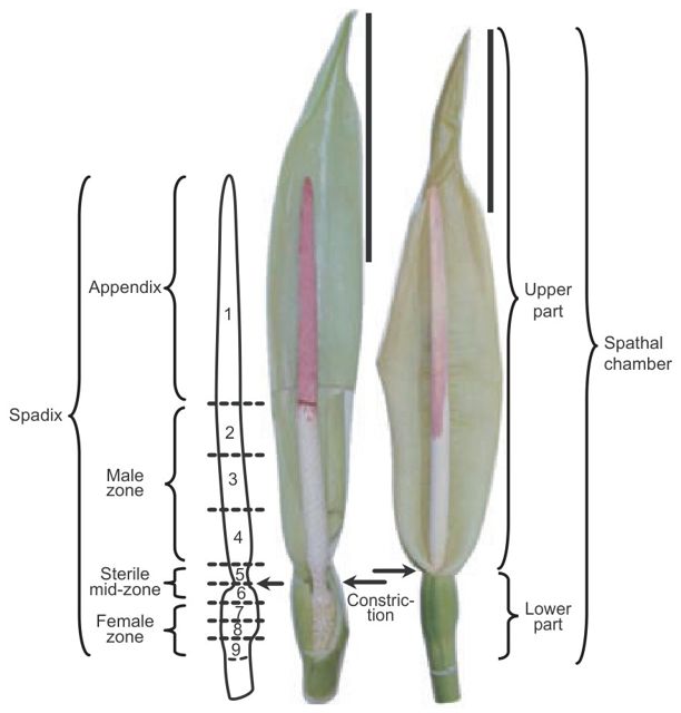 spadix