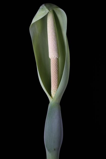spathe constriction