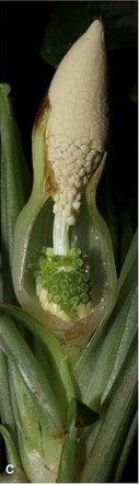 spathe limb