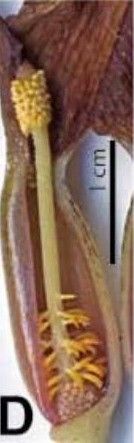 spathe tube