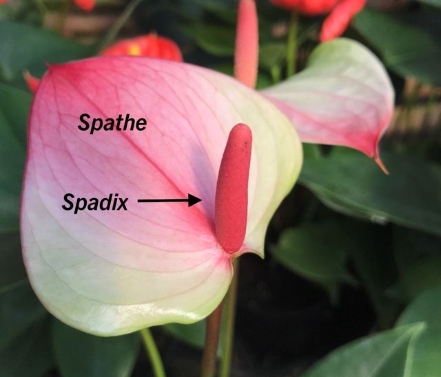 spathe