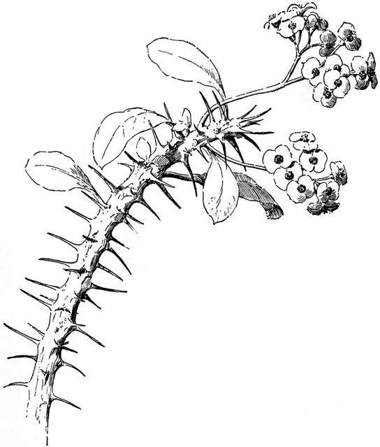 spinescent