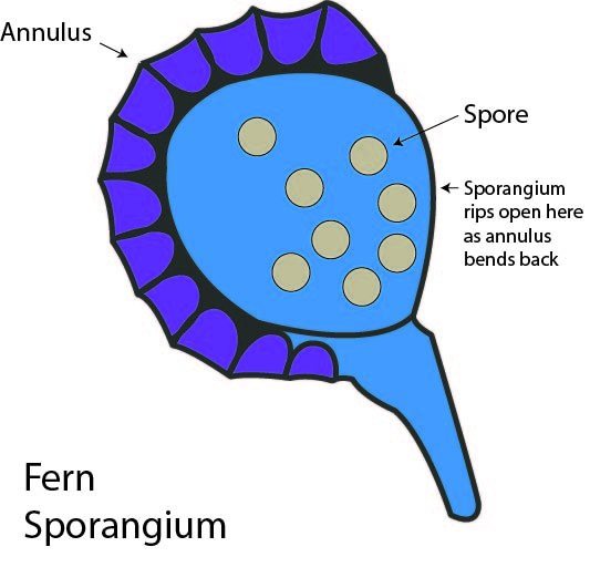 sporangium