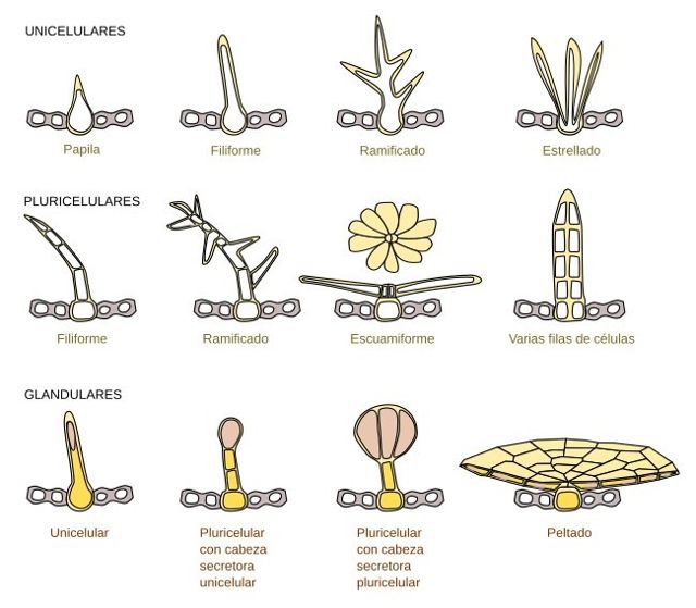 stellate