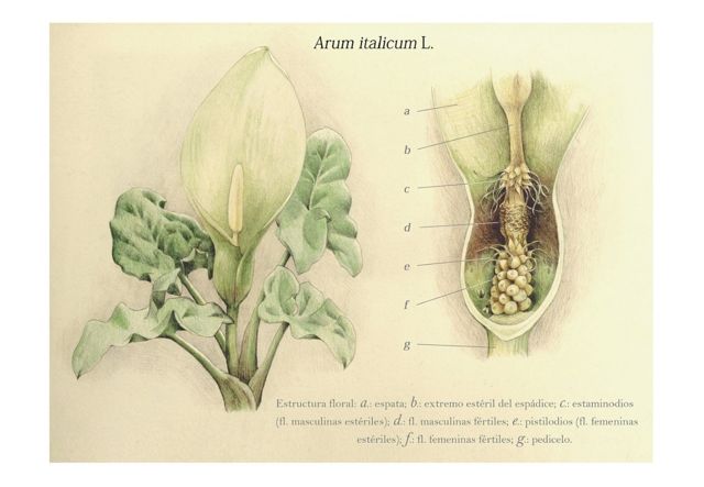 sterile flower