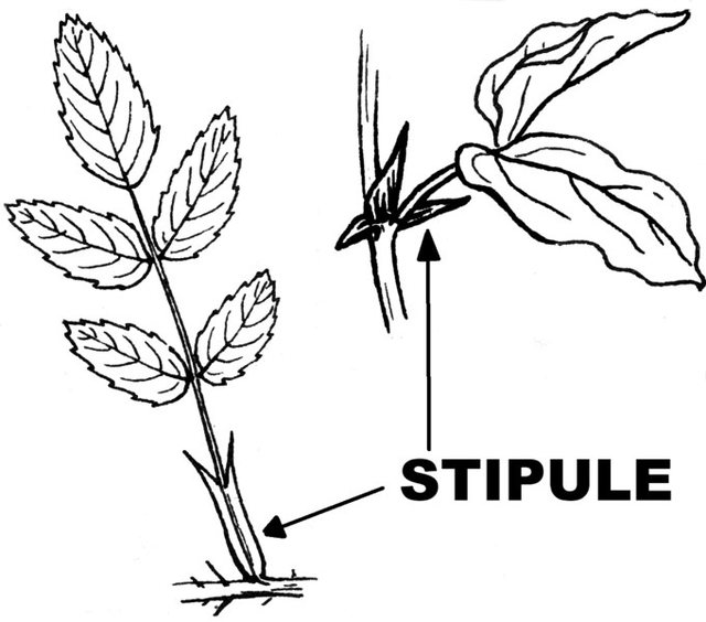 stipule