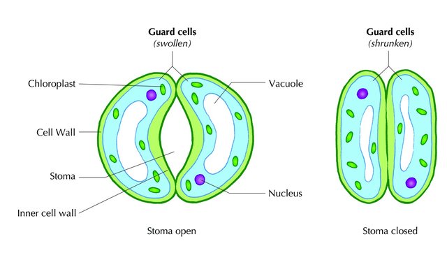 stoma