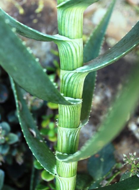 striate