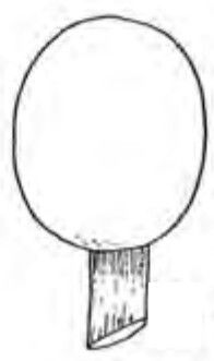 subglobose