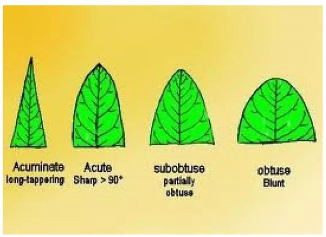 subobtuse