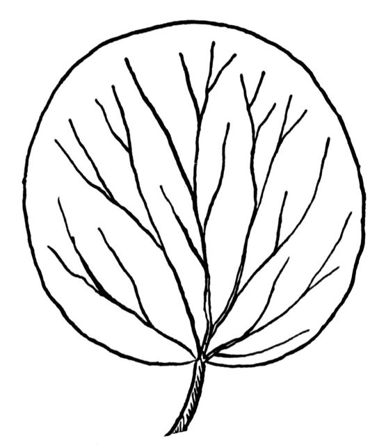 suborbicular