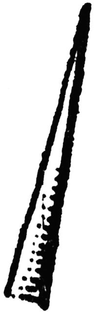 subulate