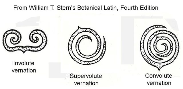 supervolute vernation