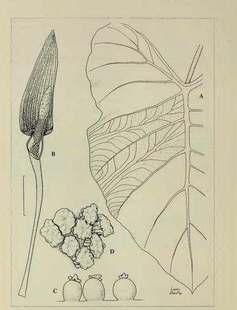synandrium
