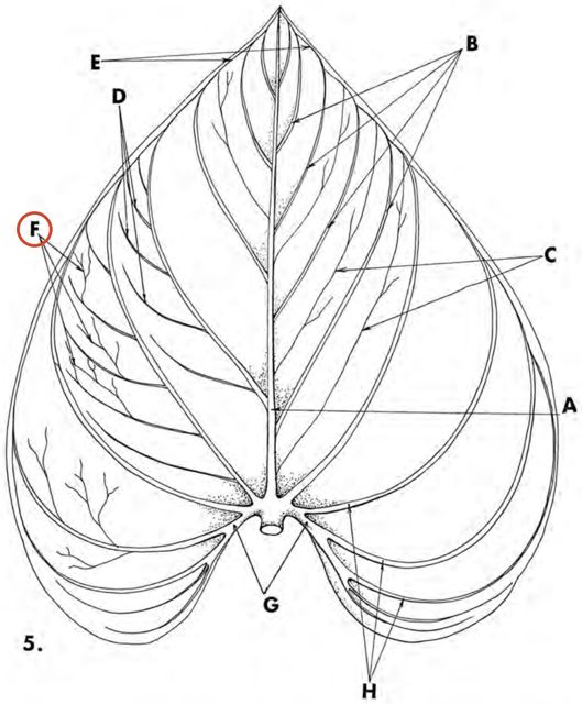 tertiary vein