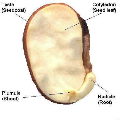 testa
