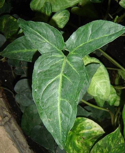 trilobate