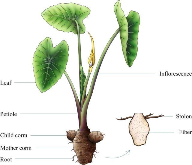 tuber
