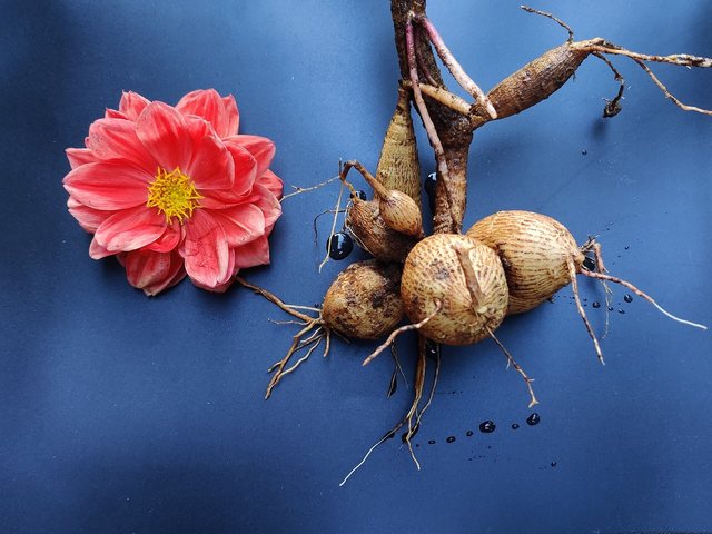 tuberous root