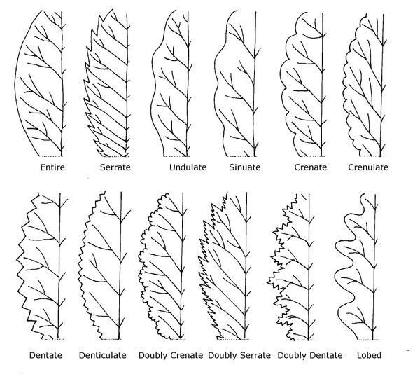undulate