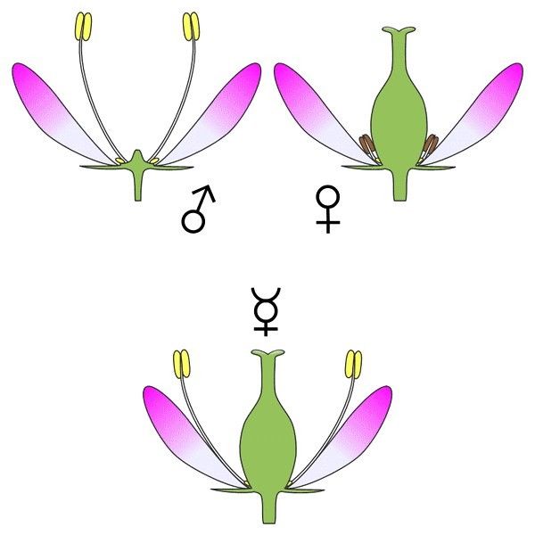unisexual
