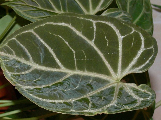 velutinous