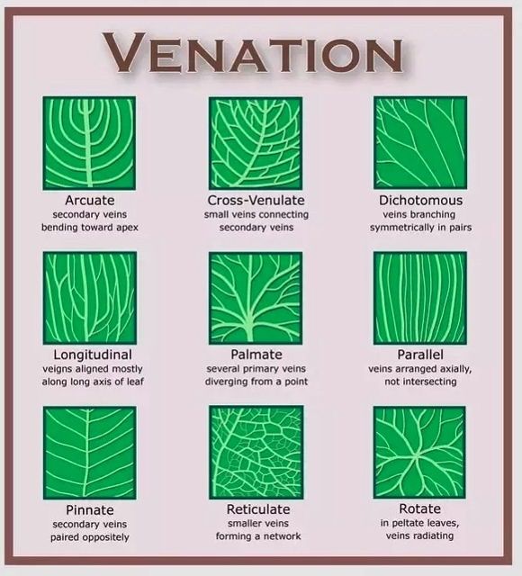 venation