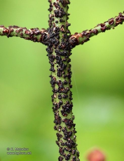 verrucose