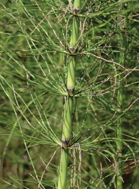 whorl