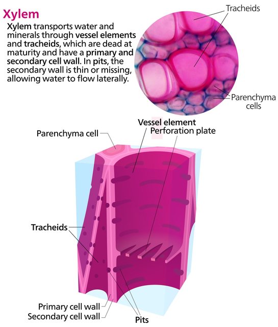 xylem