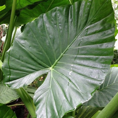 A single very large plain green leaf, glossy and quilted, held
                on a thick stalk in a dense stand of the same plant