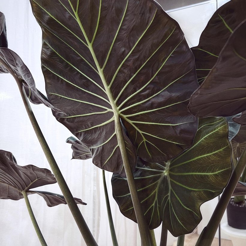 Several very large dark bronze-black leaves with pale green
                veins, carried on long upright stalks beside a window