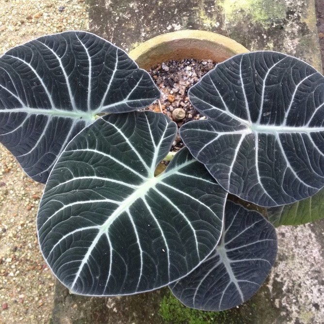 Four small, almost black, velvety heart-shaped leaves in a clay
                pot seen from above, each crossed by bold silver-white veins