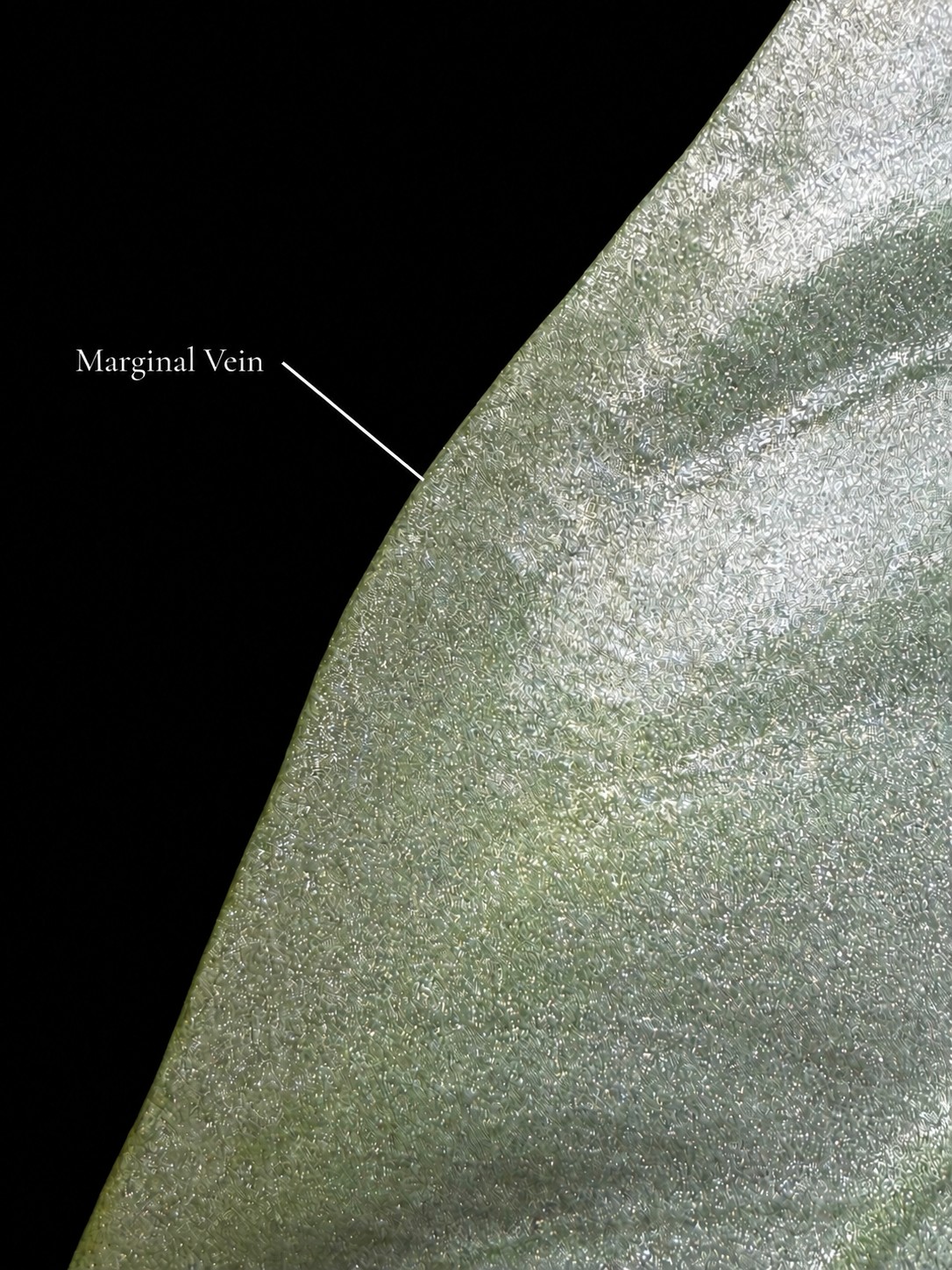 Margin detail of Alocasia beccarii with the marginal vein labeled