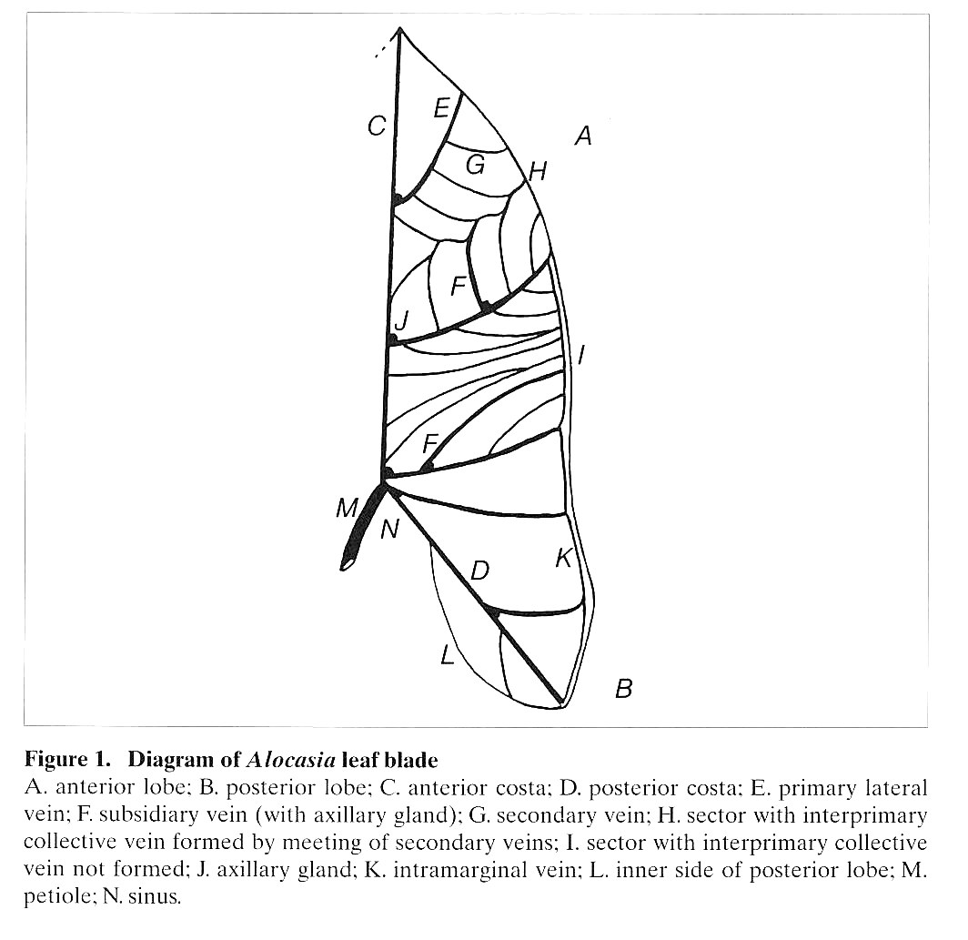 Hay's diagram of the Alocasia leaf blade, lettered A to N
