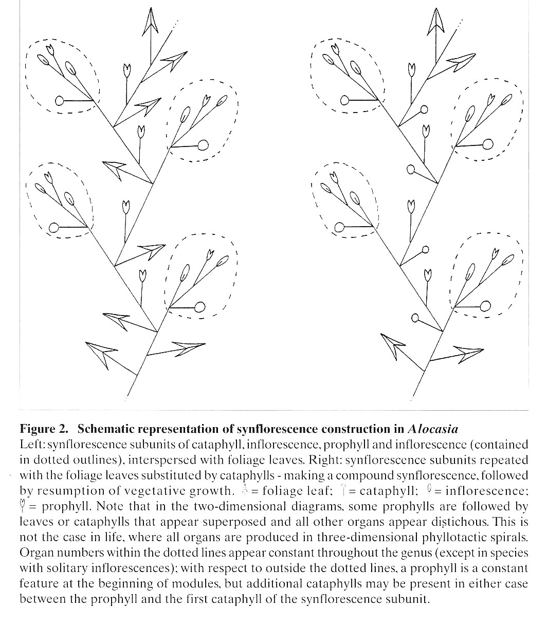 Hay's schematic representation of synflorescence construction in Alocasia